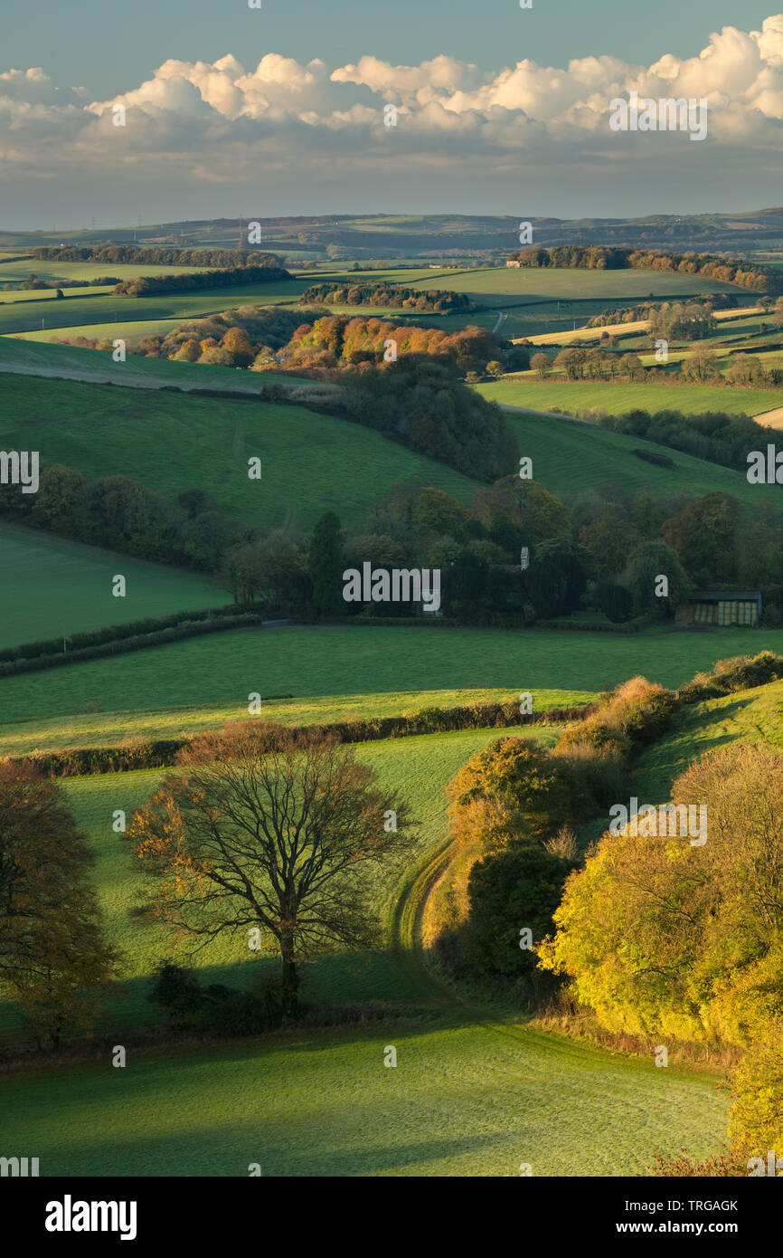 Die hügelige Landschaft rund um Plüsch im Herbst von Ball Hill, Dorset, England, Großbritannien Stockfoto