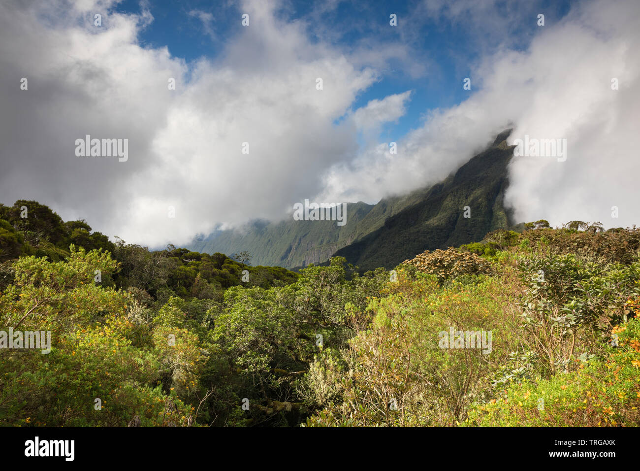 Der Col de Boeuf, Réunion, Frankreich Stockfoto