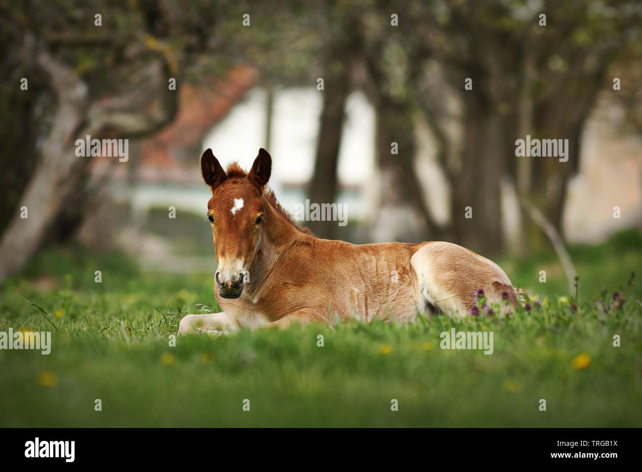 Braune Fohlen auf der Wiese in der Nähe der Farm Stockfoto