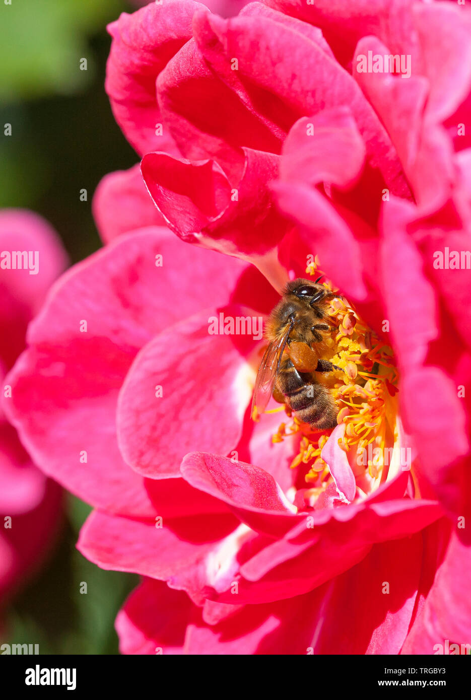Honigbiene, Apis mellifera, Nahrungssuche auf eine rosa Rose, Pollen sacs, Bestäubung, Insekt pollinator Stockfoto