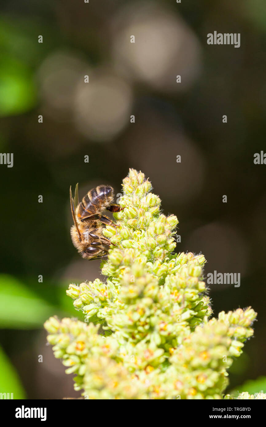 Honigbiene, Apis mellifera, suchen nach Nektar auf einem Rhus-blume, insekt Pollinator, Honig, Bienenzucht, Nahaufnahme, Seite, Ansicht Stockfoto