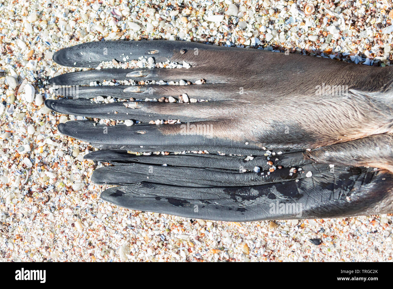 Nahaufnahme Detail der Dreh- und Wendeeinheit eines toten Cape, South African fur Seal, braunes Fell Dichtung (Arctocephalus Pusillus), Western Cape Stockfoto