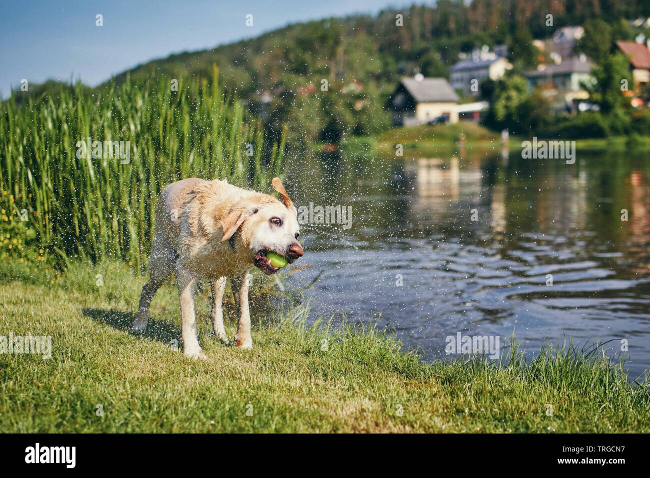 Hund holding Tennis ball im Mund und Schütteln nasses Fell. Süße Labrador Retriever nach dem Schwimmen im Fluss gegen Dorf. Stockfoto