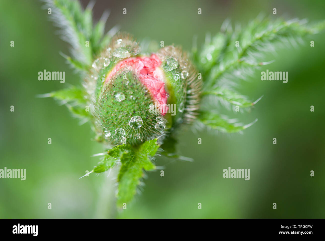 Oriental poppy Bud nach dem Regen, Schottland. Stockfoto