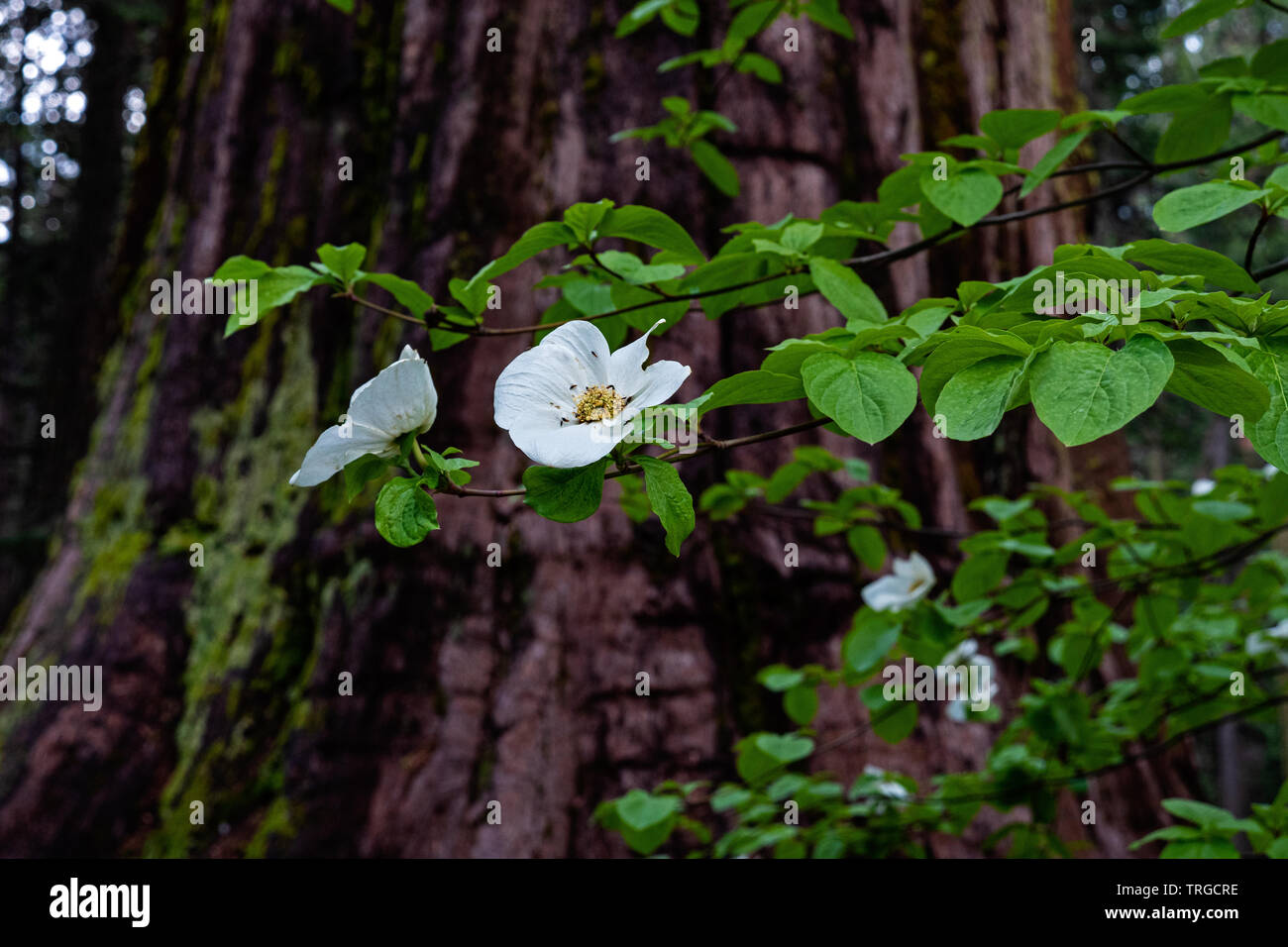 Hartriegel und großen Bäumen, Kalifornien Stockfoto