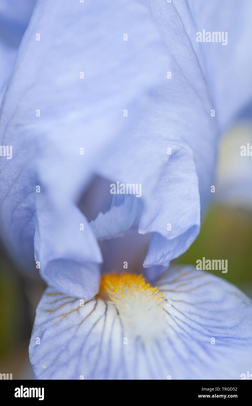 Iris baby Fotos und Bildmaterial in hoher Auflösung Alamy