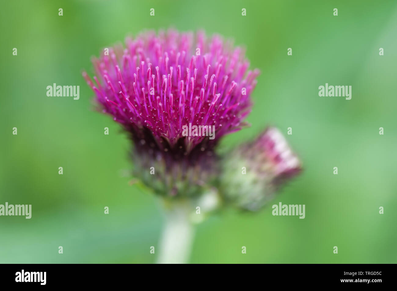 Distel Blume Stockfoto
