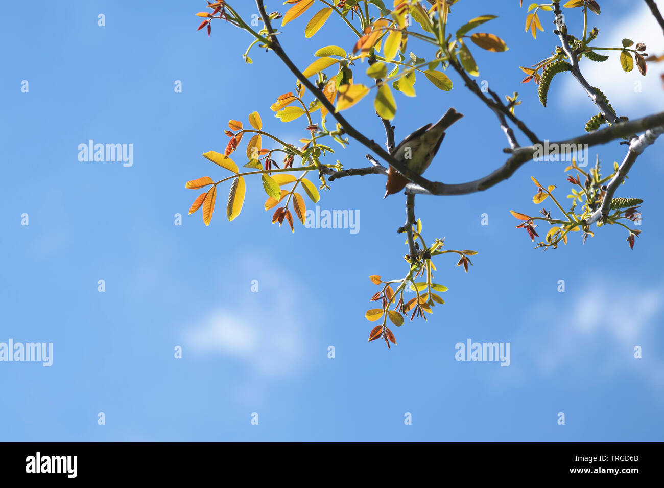 Robin in Nußbaum. Stockfoto
