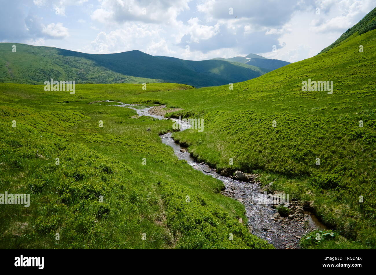 Mountain Stream auf der grünen Wiese. Fluss zu fließen beginnt. Helle Berglandschaft. Karpaten, Ukraine. Stockfoto