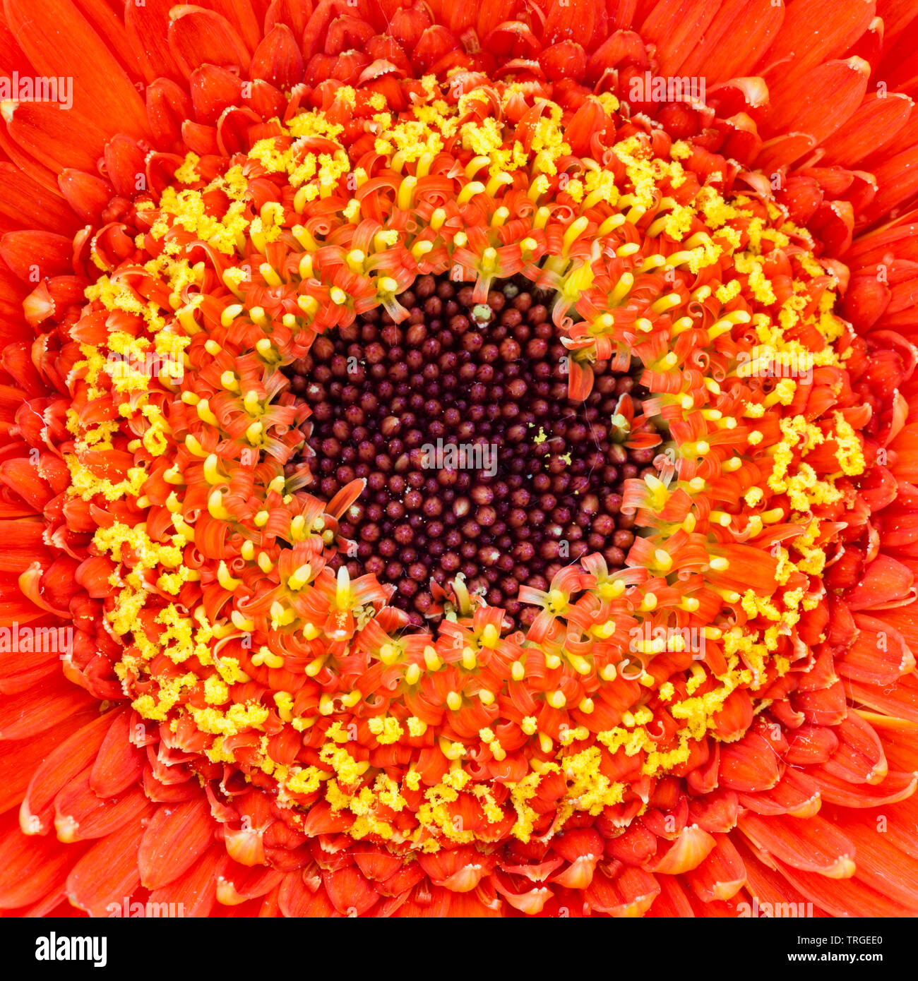 Makro Bild von einer roten Blume mit gelben Details um eine dunklere Zentrum Stockfoto