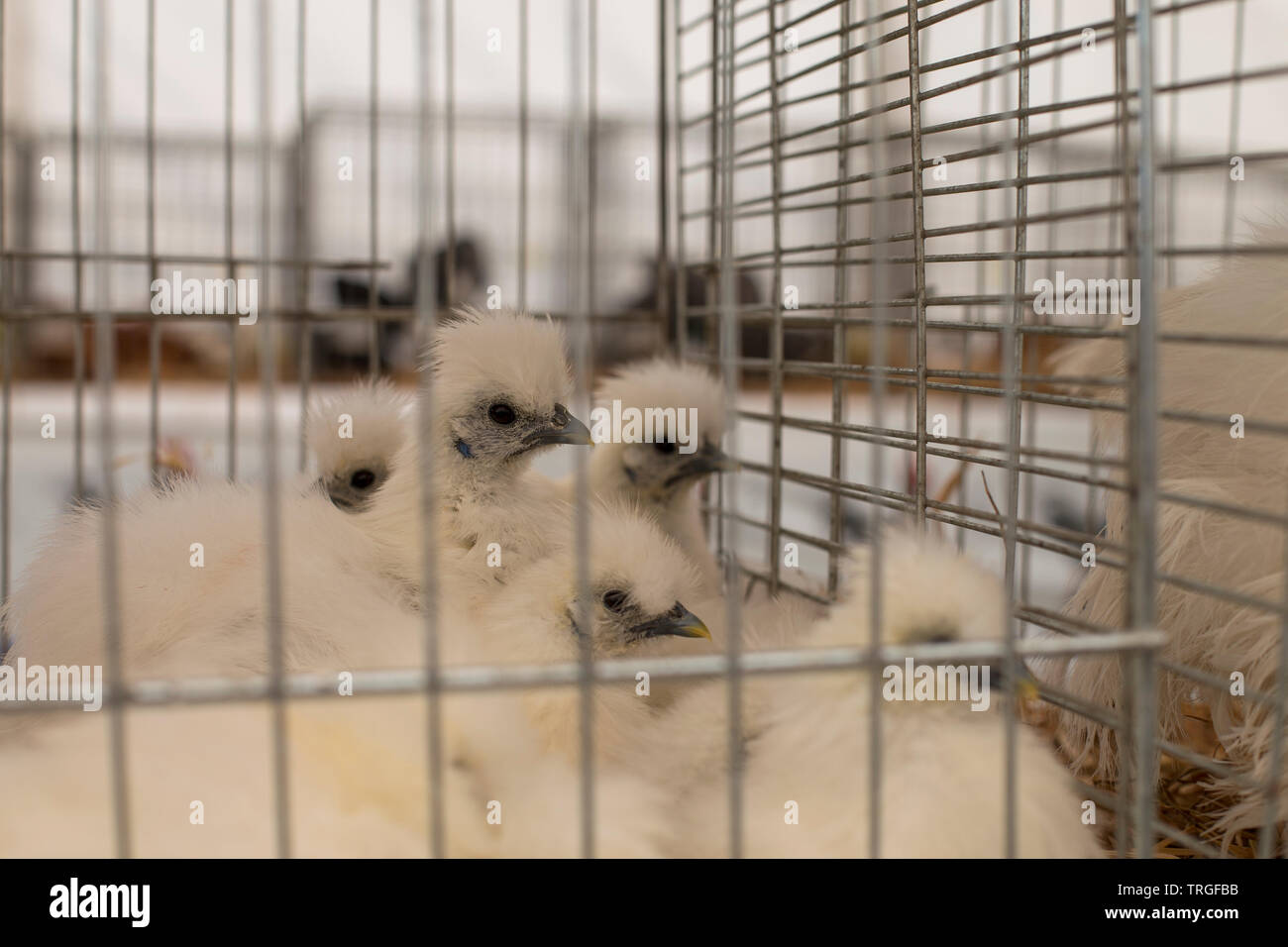 Weiß silkie Hennen Stockfoto