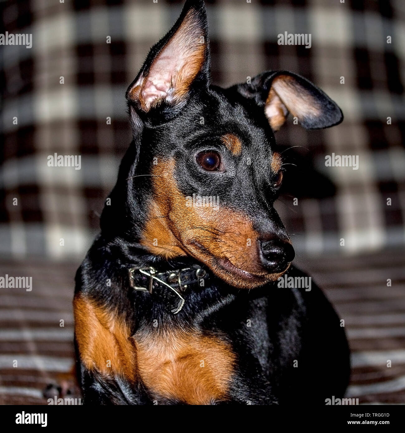 Wenig und Gut des Menschen Freund Stockfoto