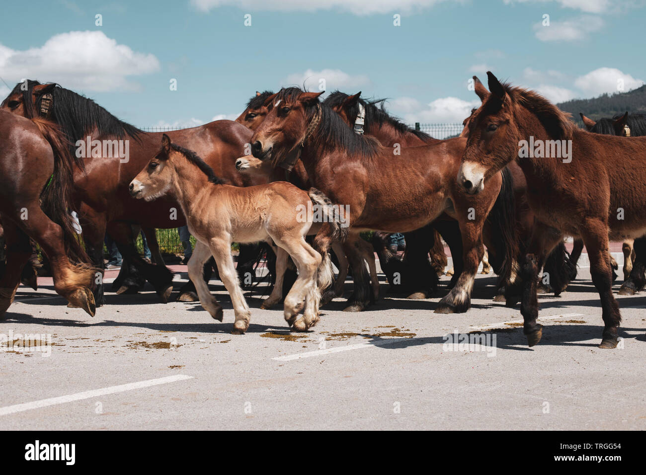 Herde von Pferden Stockfoto