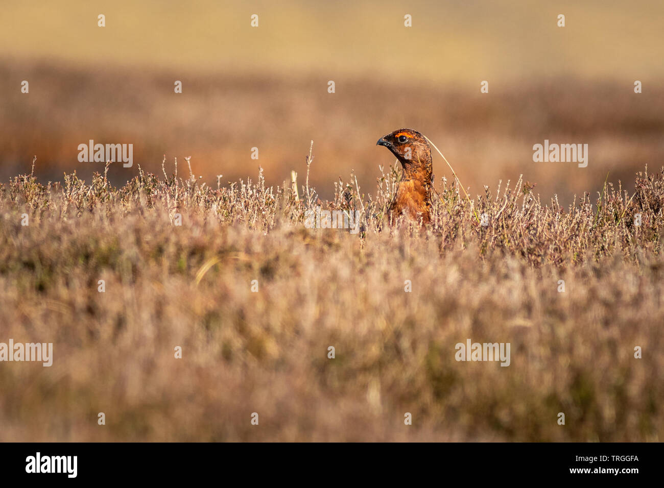 Moorschneehuhn (Lagopus lagopus) auf der Suche Stockfoto