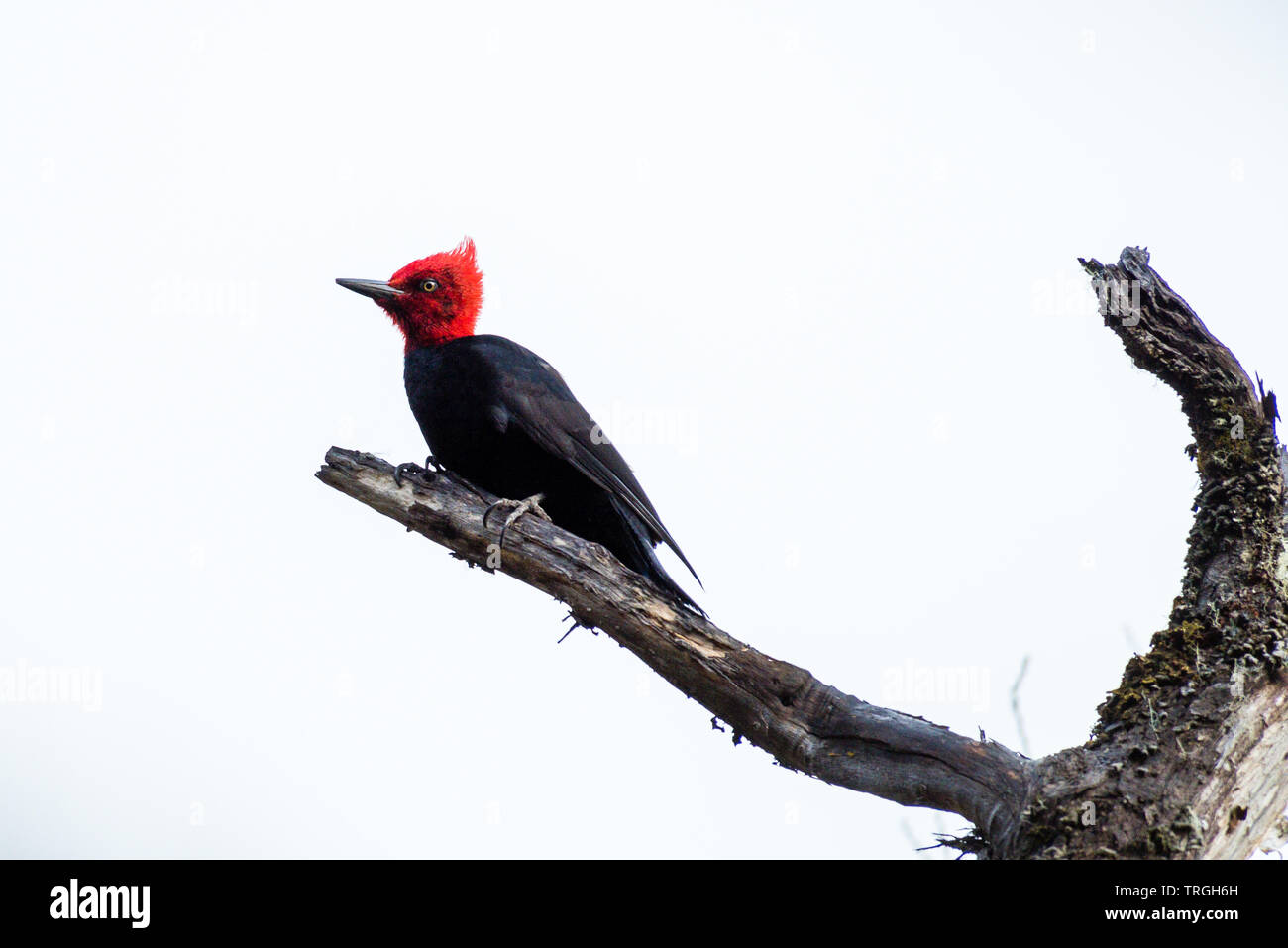 Magellanschen Specht (Campephilus Magellanicus) sehr große endemisch entlang der Anden von Chile und im südwestlichen Argentinien. Stockfoto