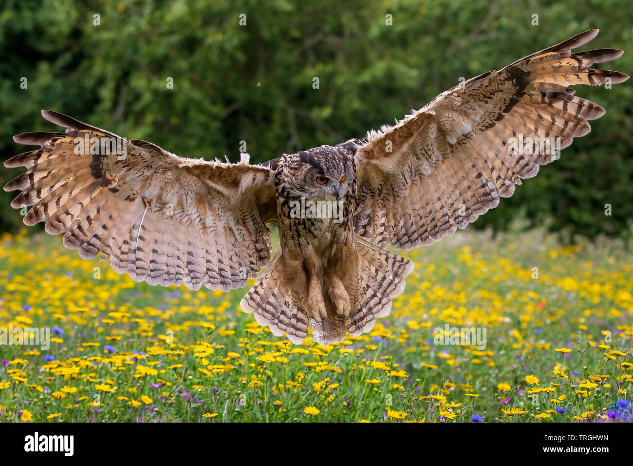 Uhu (Bubo bubo) im Flug Stockfoto