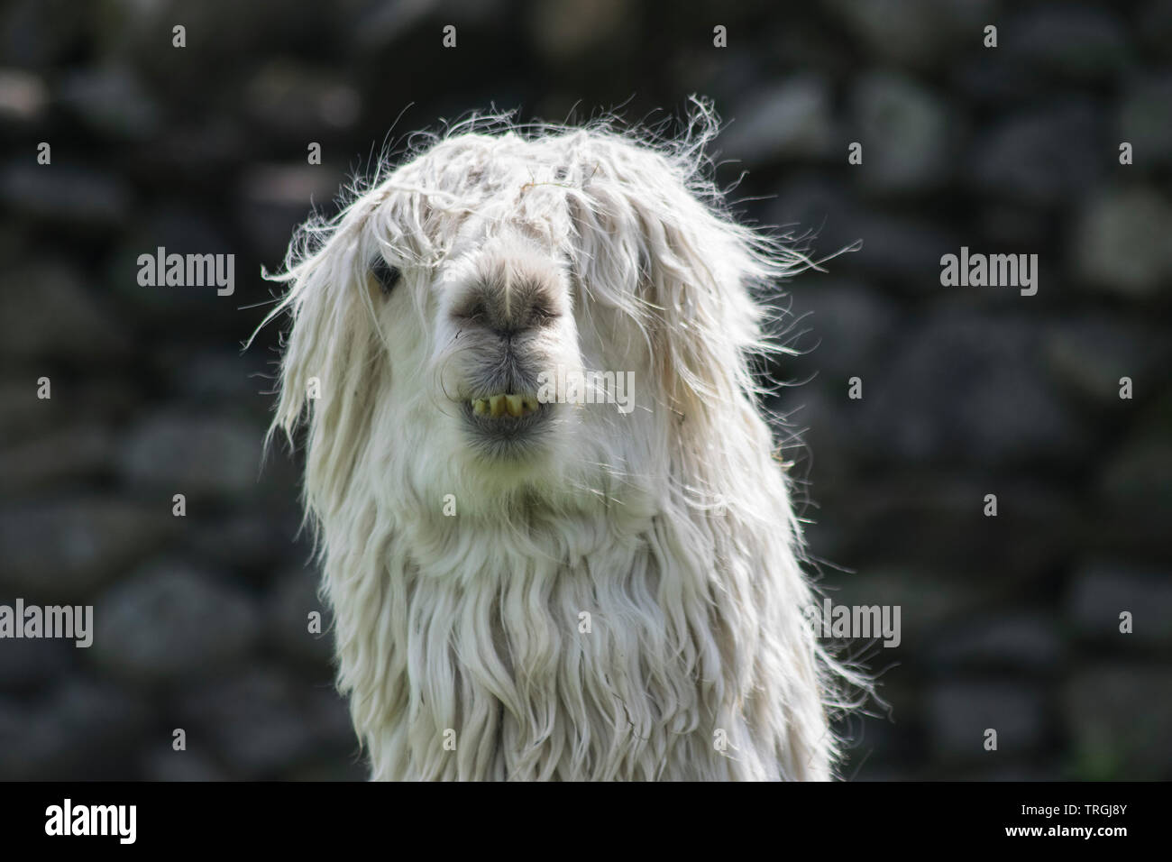 Scruffy Alpaka mit Charakter und wildes Haar Stockfoto