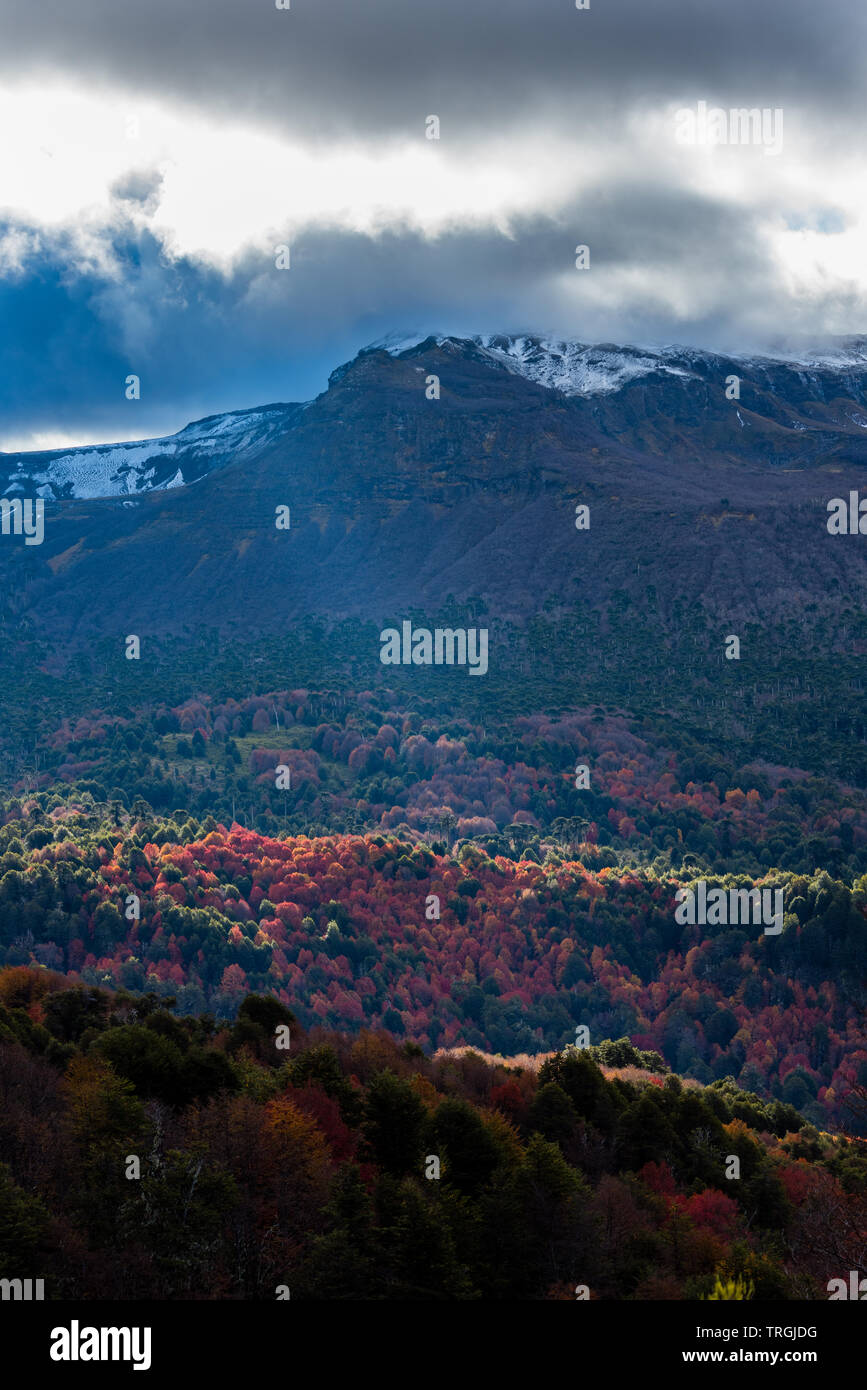 Herbst im Herzen der Mapuche Gebiet, gemäßigt Wald, Chile Stockfoto