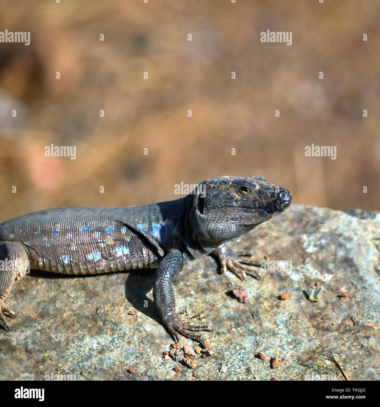 Ein männlicher Lagato Canariensis (Teneriffa), ein Reptil, sitzt auf einem Stein und schaut in Richtung der Fotograf, Seitenansicht in Nahaufnahme, ruhigen Ambiente in Erdtönen Stockfoto