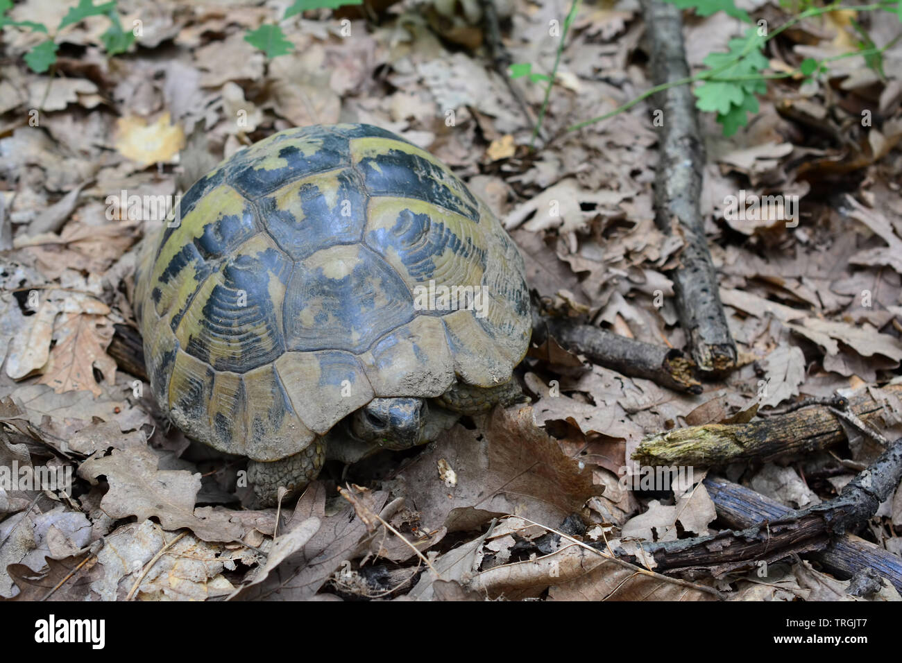 Hermann's Schildkröte oder Testudo hermanni auf dem Boden im Eichenwald, teilweise in der Rüstung versteckt Stockfoto