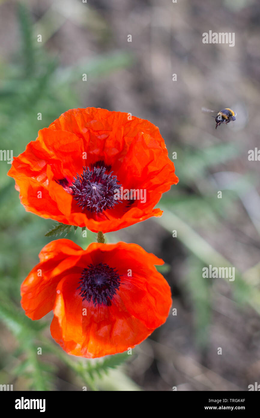 Bienenfreundliche orange rote Mohnblume Blüte im Garten/Biene