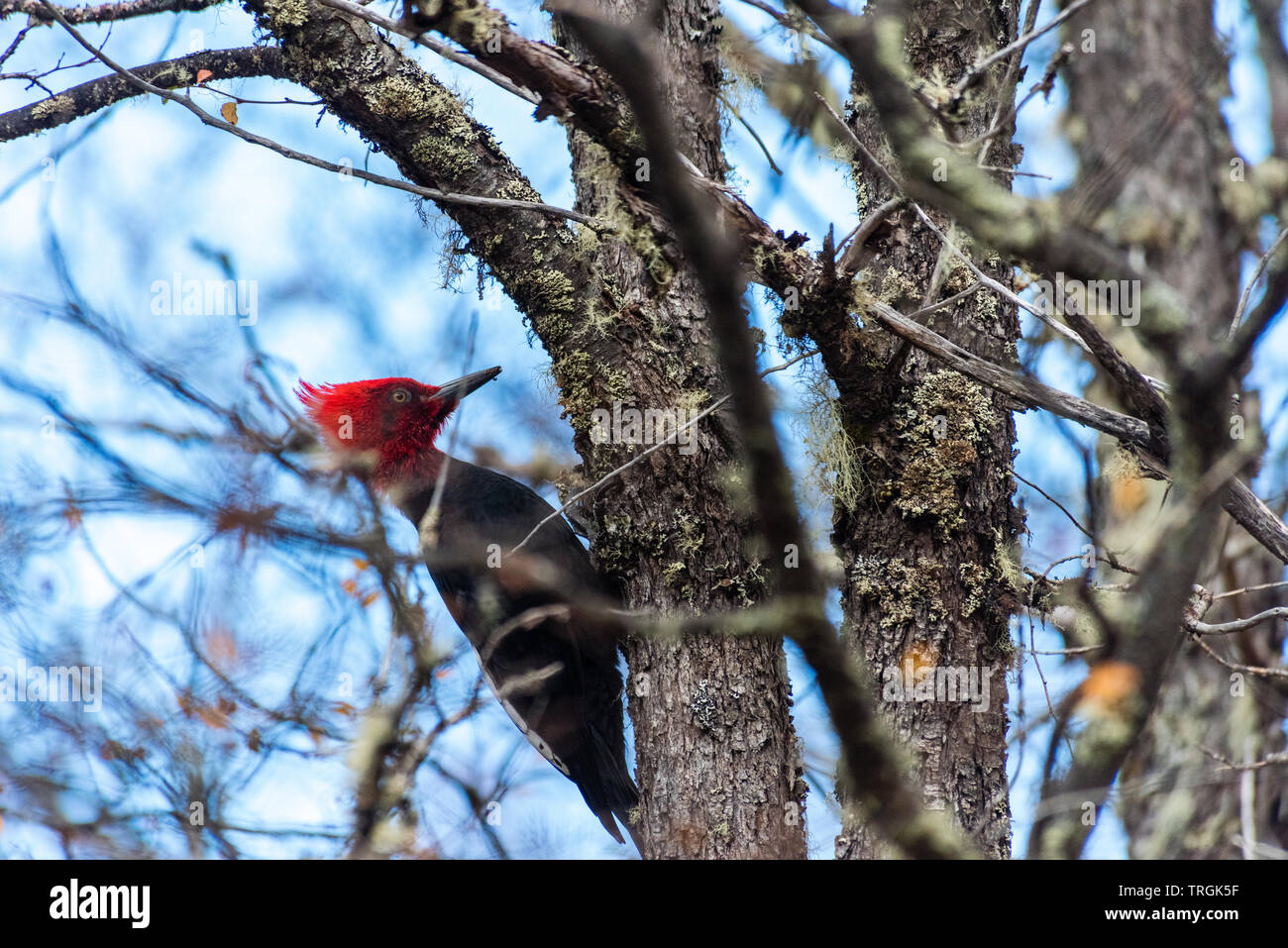 Magellanschen Specht (Campephilus Magellanicus) sehr große endemisch entlang der Anden von Chile und im südwestlichen Argentinien. Stockfoto