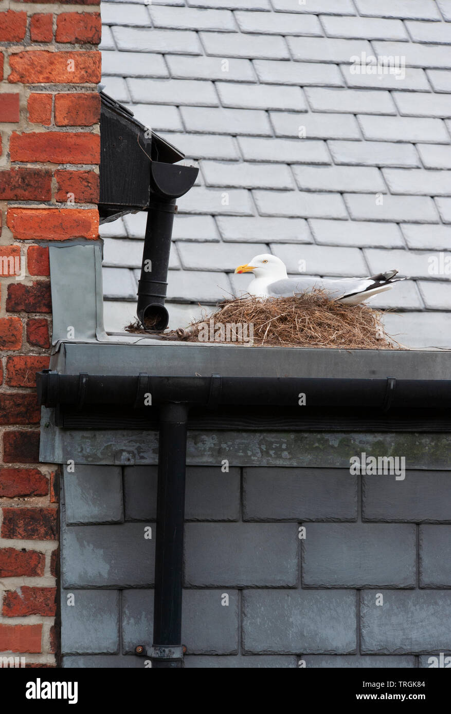 Erwachsene Europäische Silbermöwe, Larus argentatus, sitzen auf Nest auf dem Dach von Gebäude, Whitby, North Yorkshire, Großbritannien, Britische Inseln Stockfoto