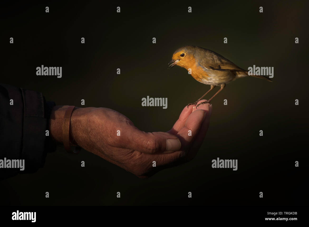 Robin setzte sich mit klarem Hintergrund auf die Hand eines Mannes. Lateinischer Name Erithacus rubecula Stockfoto