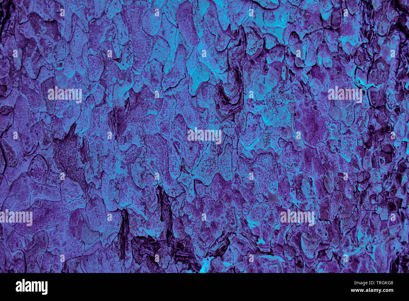 Violet Wand Textur und Hintergrund für stilvolles Design, farbige Naturholz - Bild Stockfoto