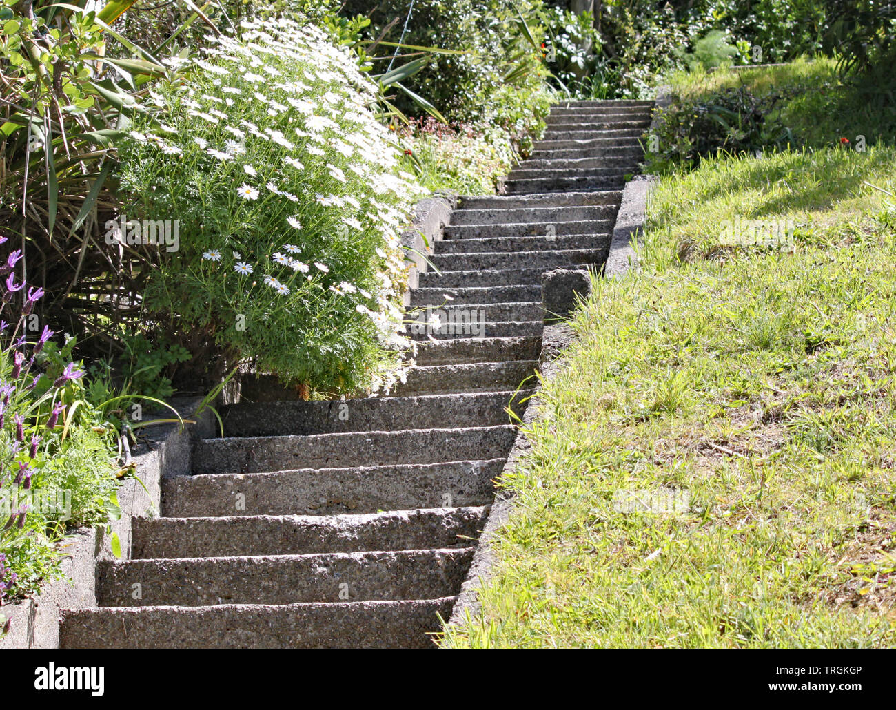 Steile konkrete Schritte in einem Garten in Wellington, Neuseeland. Eine der Freuden des Lebens auf einem steilen Hügel. Stockfoto
