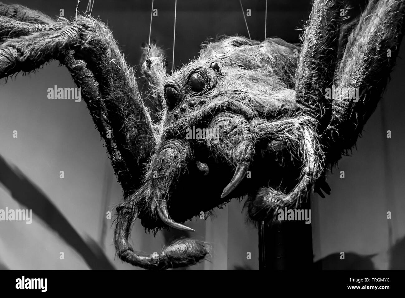Aragog, riesige giftige Spinne Modell, fotografiert bei Warner Bros Studio Tour London - die Herstellung von Harry Potter, London Stockfoto