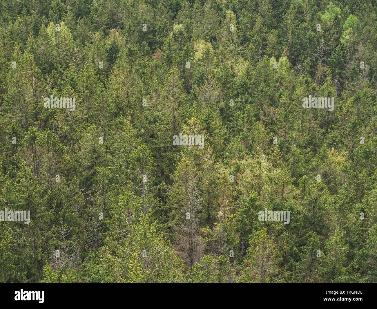 Wald aus der Vogelperspektive Stockfoto