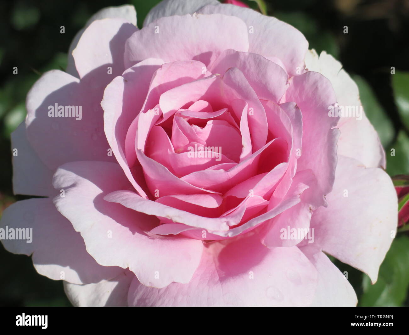 Französische rose -Fotos und -Bildmaterial in hoher Auflösung – Alamy
