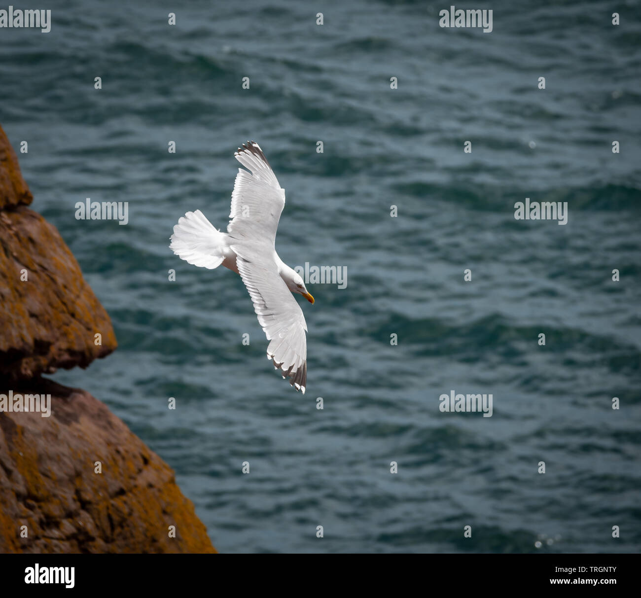 Möwen fliegen vor blauem Himmel Stockfoto
