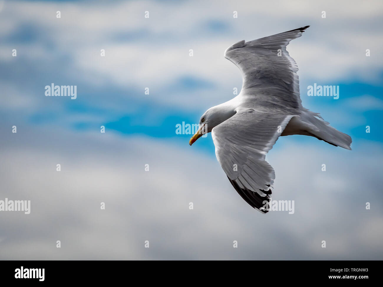 Möwen fliegen vor blauem Himmel Stockfoto