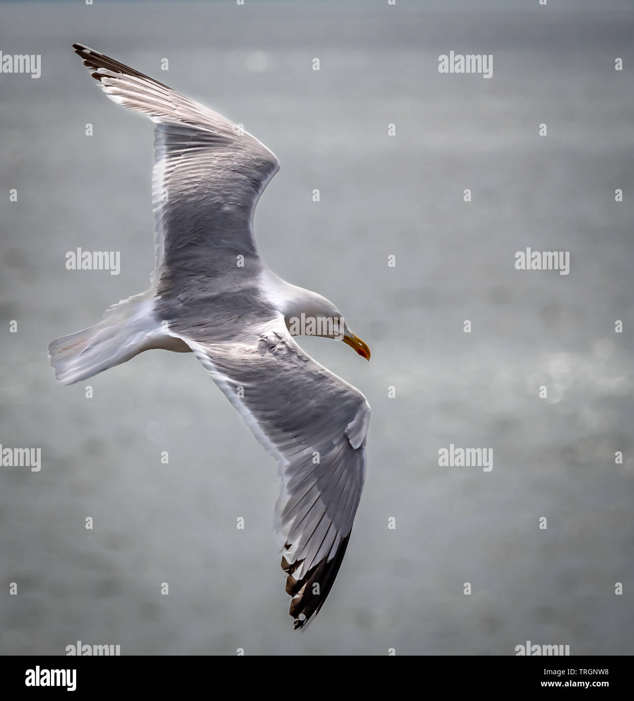 Möwen fliegen vor blauem Himmel Stockfoto