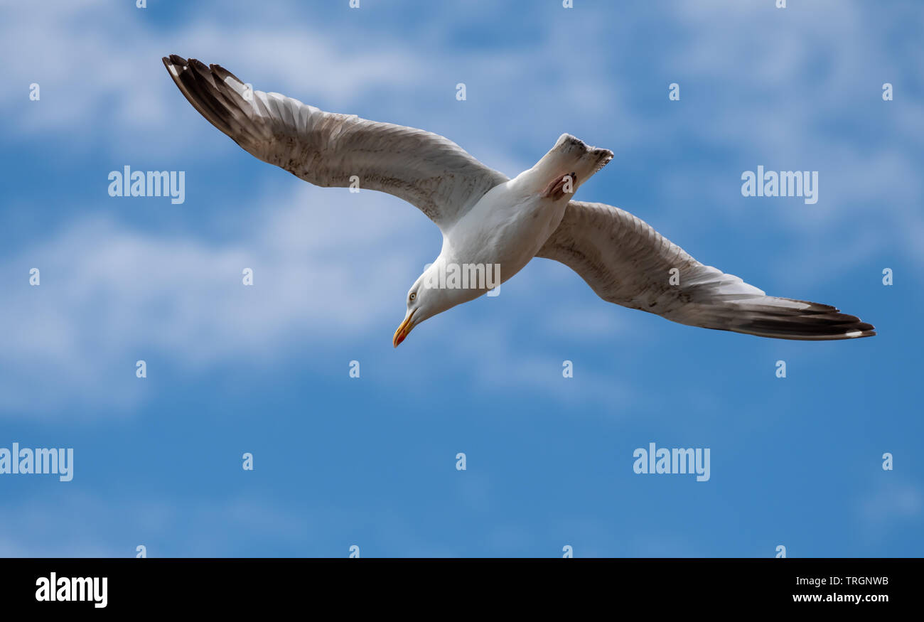Möwen fliegen vor blauem Himmel Stockfoto