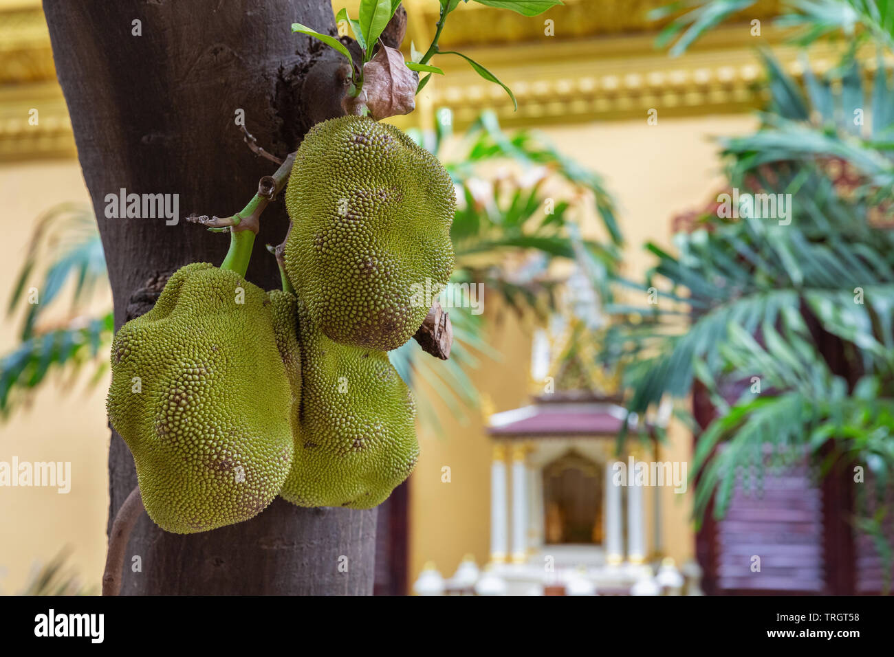 Große Jackfruit in Wat Ounalom Tempel wachsende, Phnom Penh, Kambodscha, Indochina, Südostasien, Asien Stockfoto