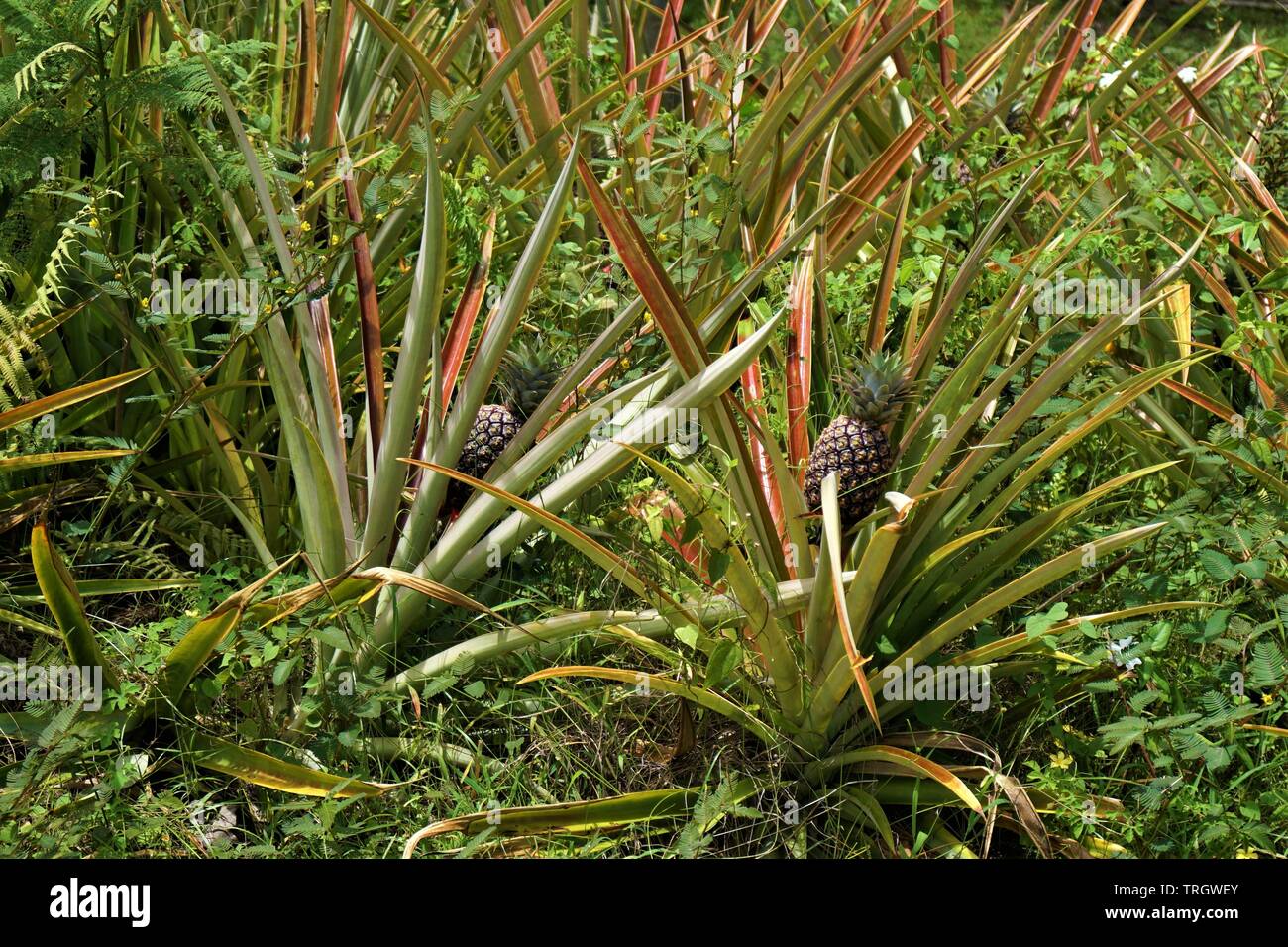 Verschiedene schöne Pflanzen, einschließlich Kaffee und Ananas, in üppigen tropischen Hawaii wachsen Stockfoto