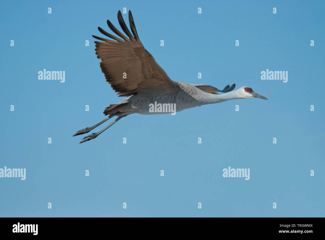 Mehr Sandhill Crane (Antigone canadensis tabida) im Flug Stockfoto