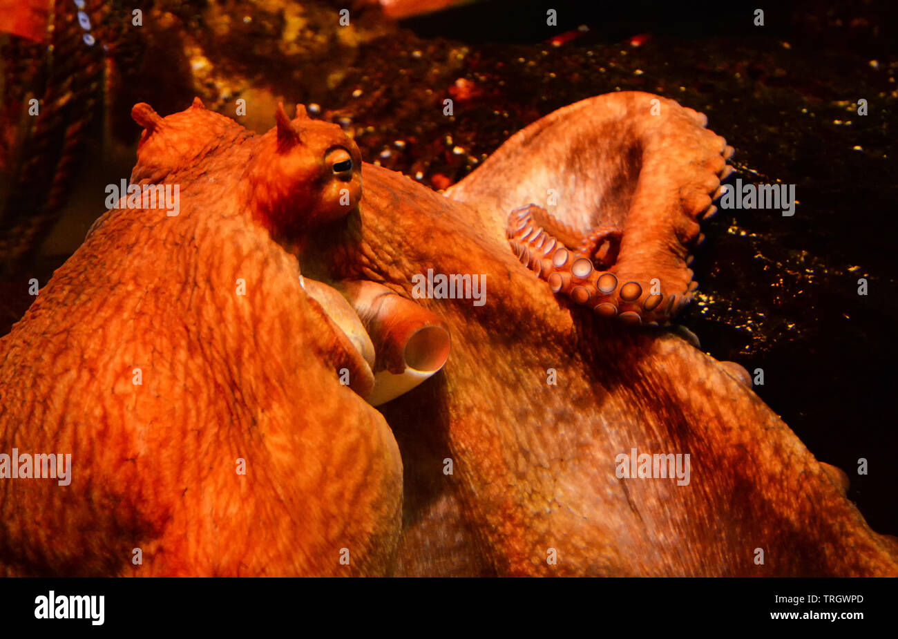 Octopus swimming Fish Tank unterwasser Aquarium Stockfoto