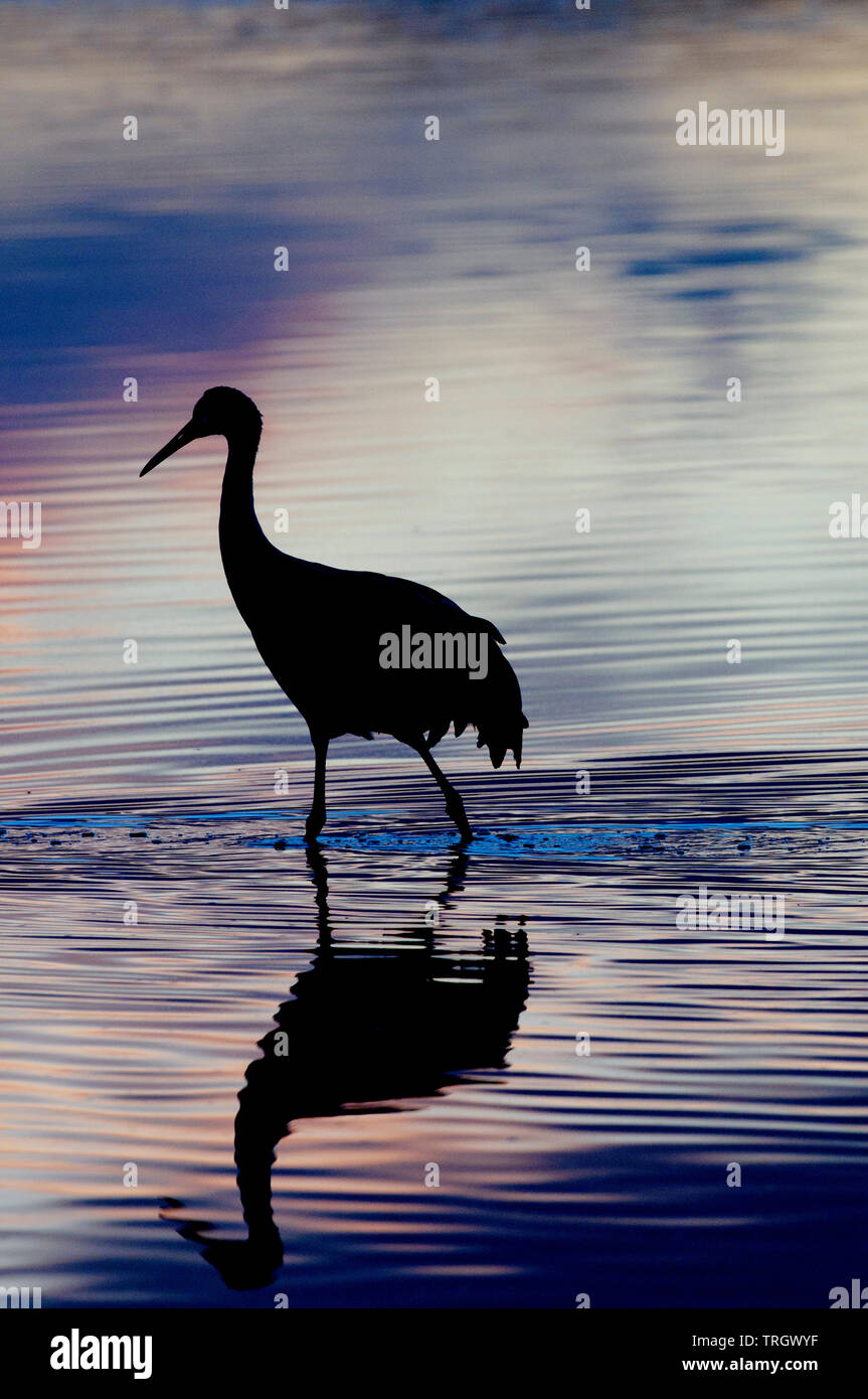 Mehr Sandhill Crane (Antigone canadensis tabida) waten in flachen Teich Stockfoto