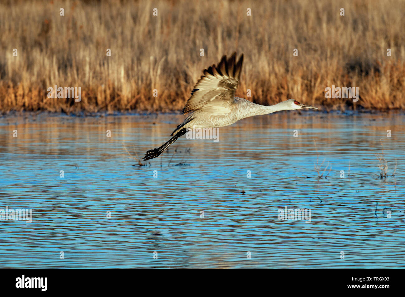 Mehr Sandhill Crane (Antigone canadensis tabida) im Flug vom Teich