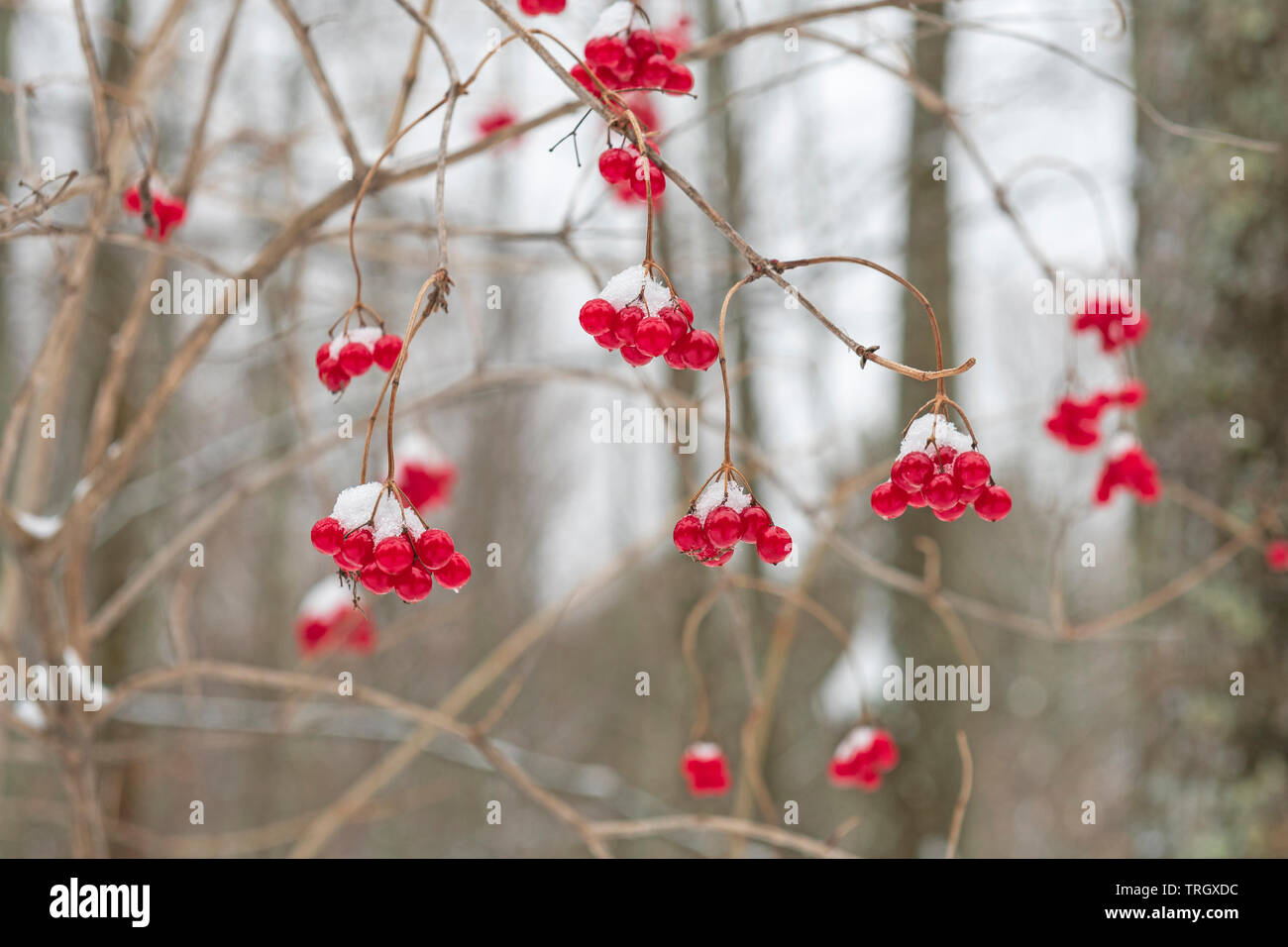 Rote Beeren mit frischen Schnee im Winter in Halbinsel State Park in Wisconsin Stockfoto