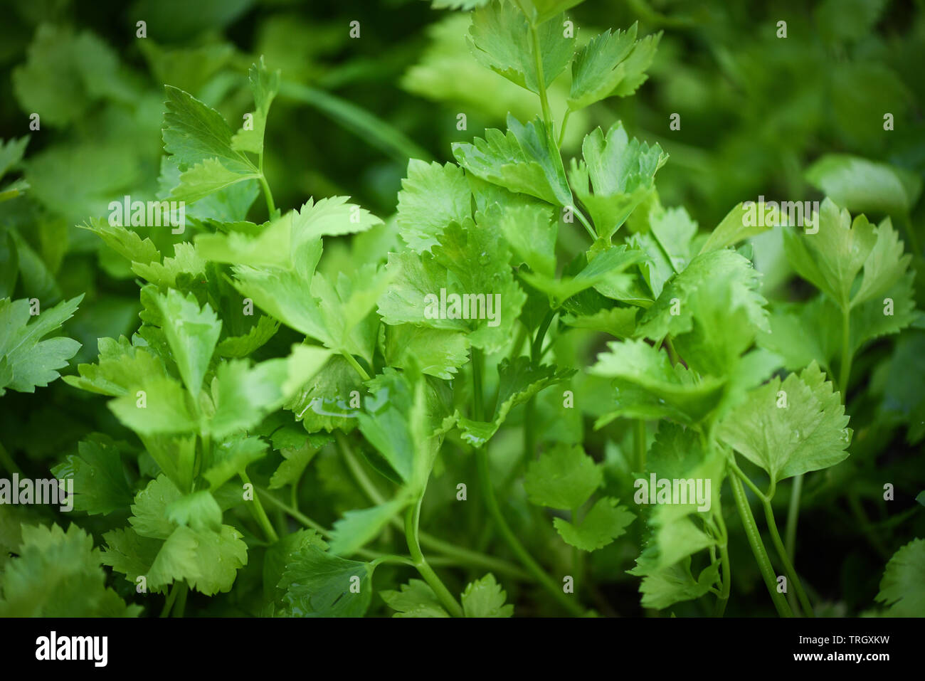 Sellerie Plantage/grün Blatt Petersilie Gemüse im Garten wächst Stockfoto