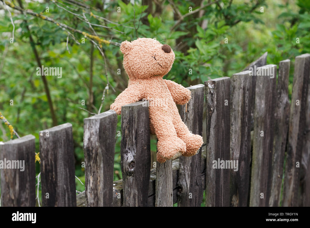 Wenig Teddybär sitzt wieder im Sommer Garten Stockfoto