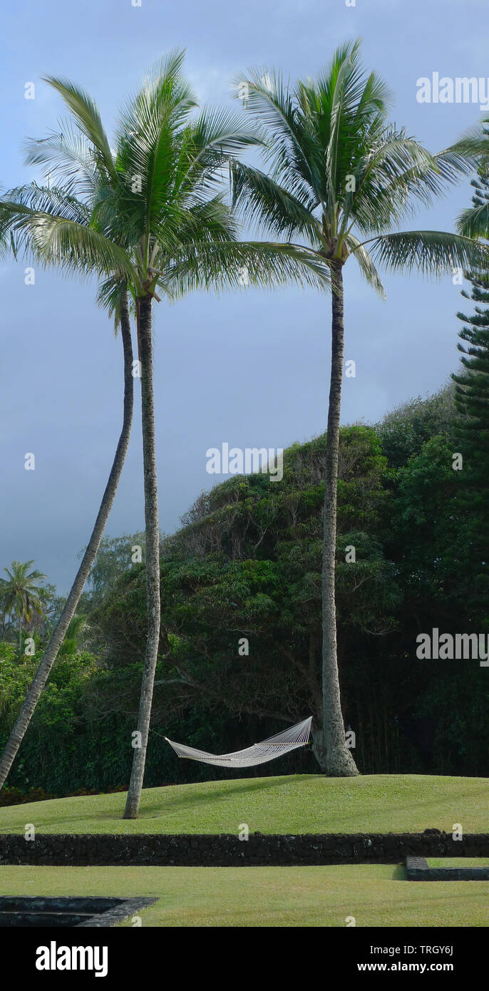 Hängematte zwischen zwei Palmen in Hawaii Stockfoto