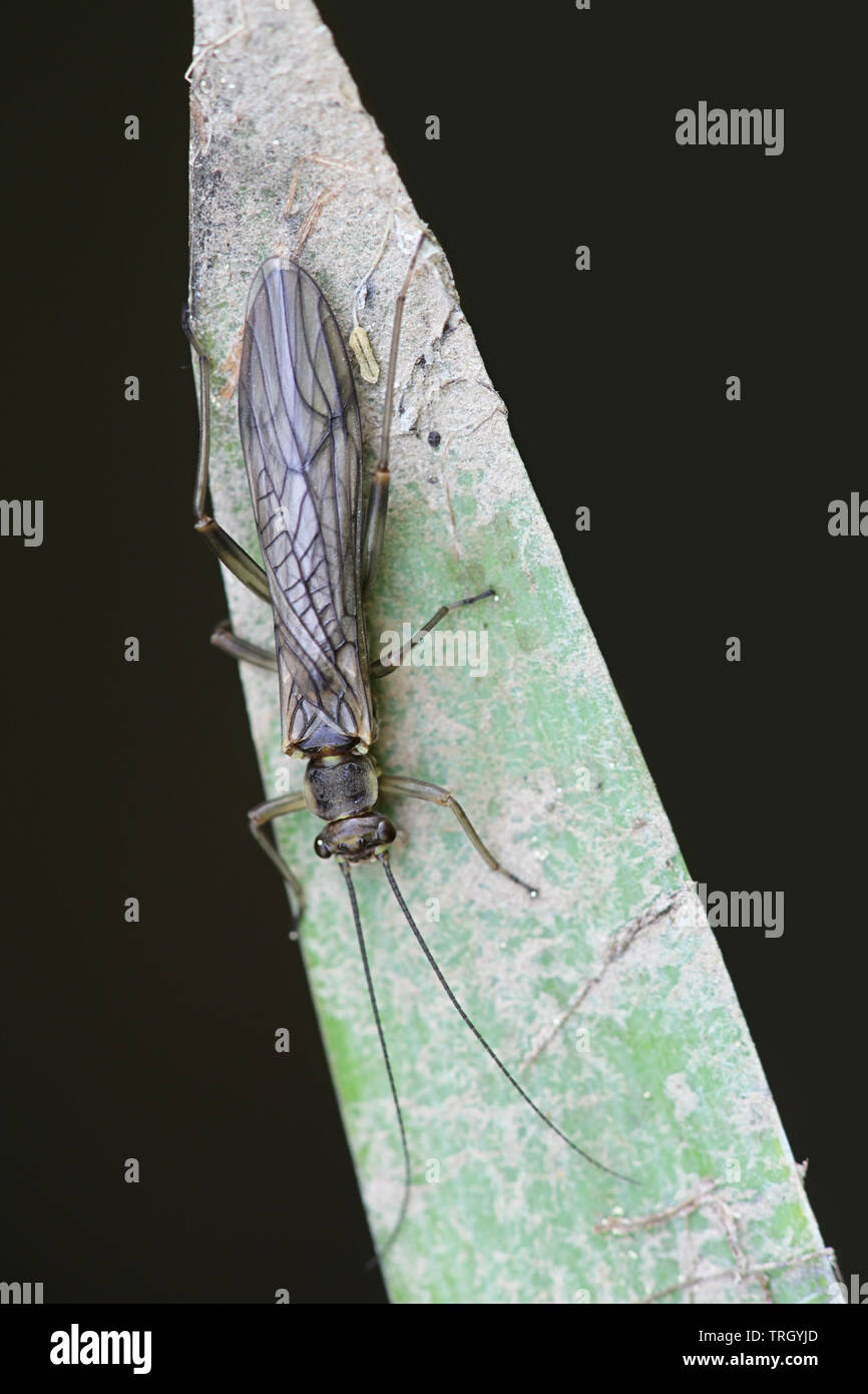 Nemoura cinerea, bekannt als Feder stonefly oder Braun stoneflies. Fischer Fliegen oft beziehen sich diese Insekten als winzige Winter schwarz. Stockfoto