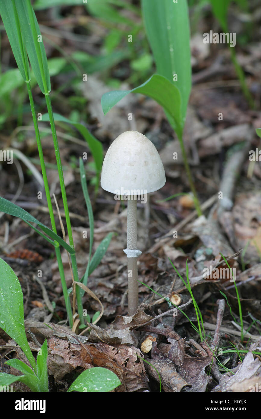 Artikel Panaeolus semiovatus var. semiovatus, auch bekannt als Artikel Panaeolus semiovatus und Anellaria separata, die gemeinhin als glänzende mottlegill oder Egghead mottlegi Stockfoto