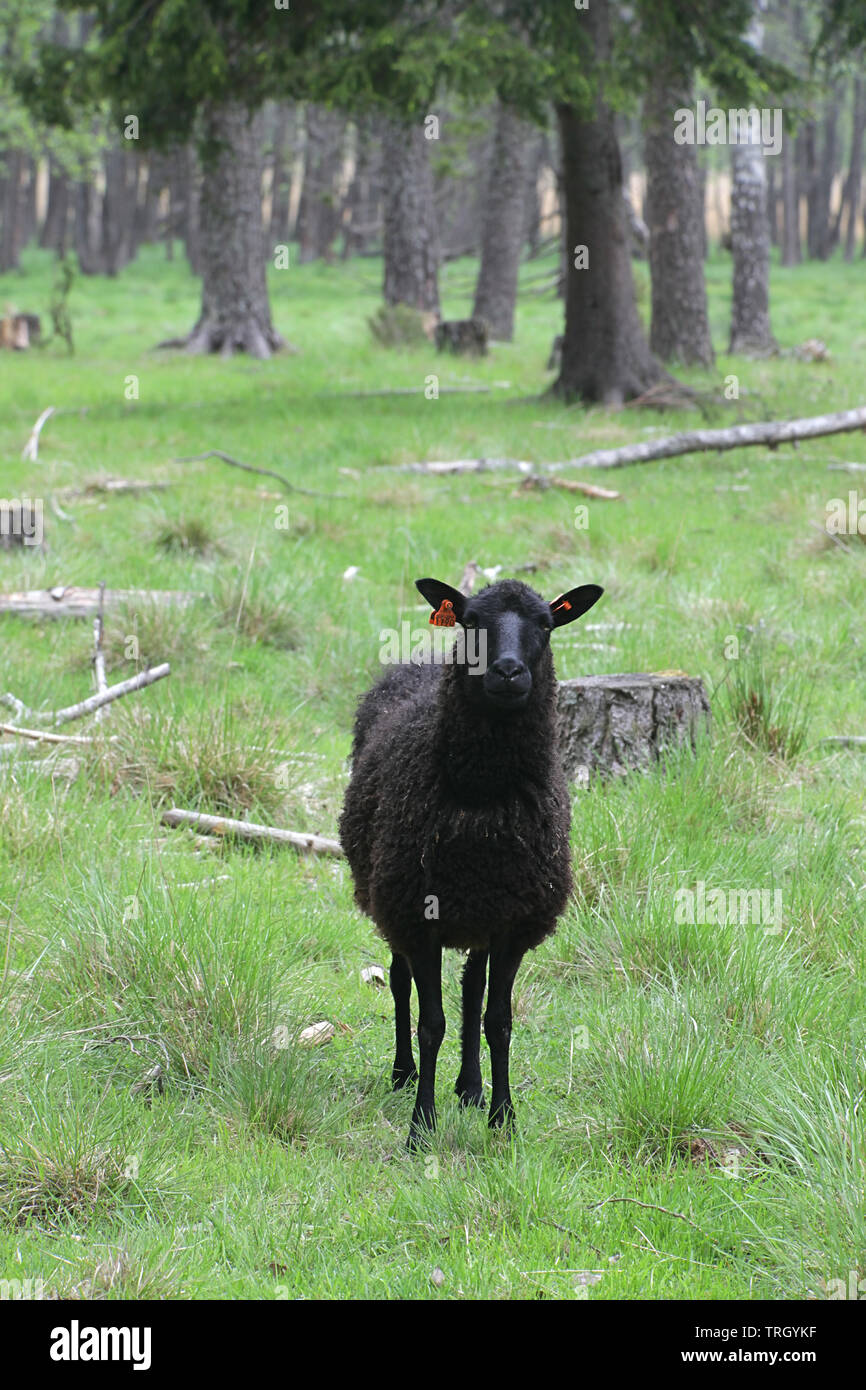 Einsame schwarze Schafe an einem Wald Weide in Finnland Stockfoto